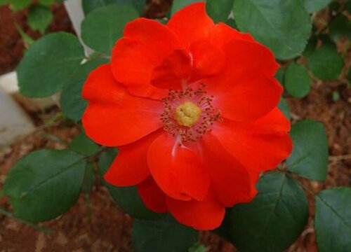 火焰月季是藤本还是灌木