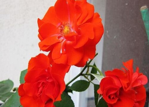 火焰月季是藤本还是灌木