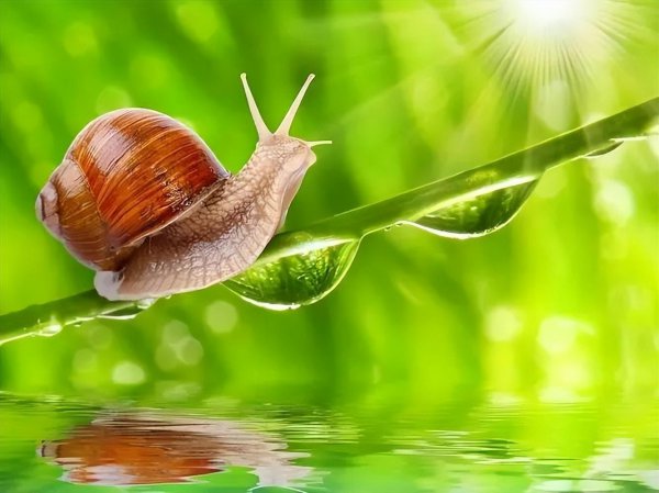 蜗牛生活在什么地方