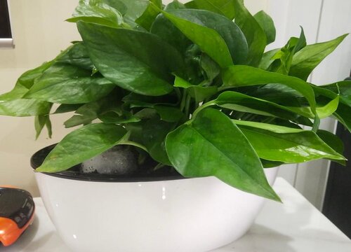 一个花盆扦插80个绿萝枝条会怎样