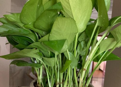 一个花盆扦插80个绿萝枝条会怎样