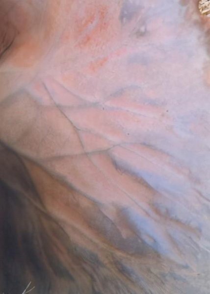 大象的耳朵有什么作用