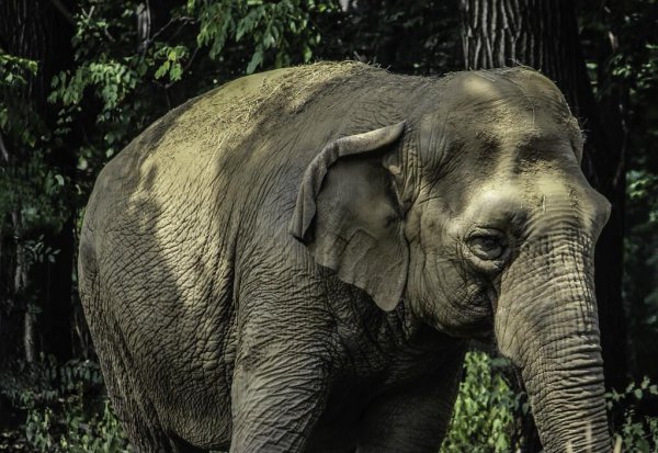 大象的耳朵有什么作用