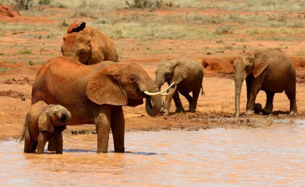 大象的耳朵有什么作用