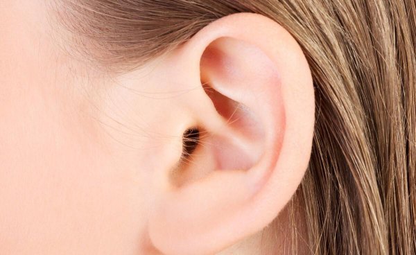 大象的耳朵有什么作用