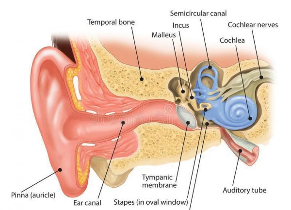 大象的耳朵有什么作用