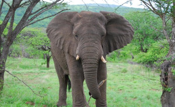 大象的耳朵有什么作用