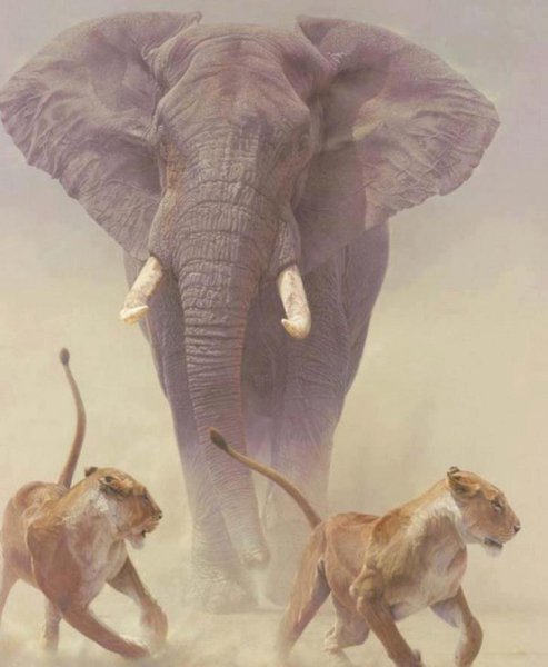 大象的耳朵有什么作用