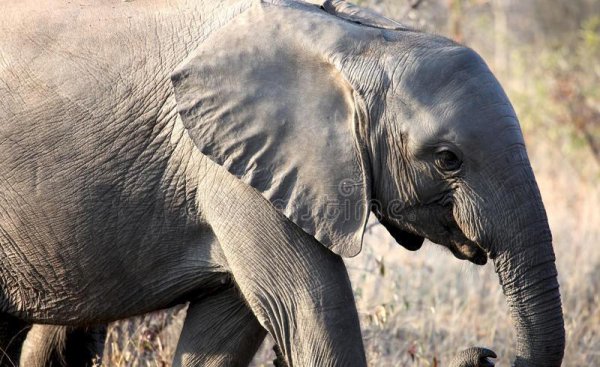 大象的耳朵有什么作用