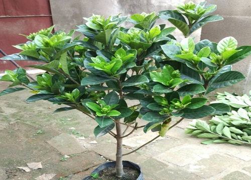 栀子花叶片总是发黄怎么办