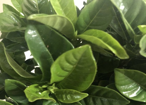 栀子花叶片总是发黄怎么办