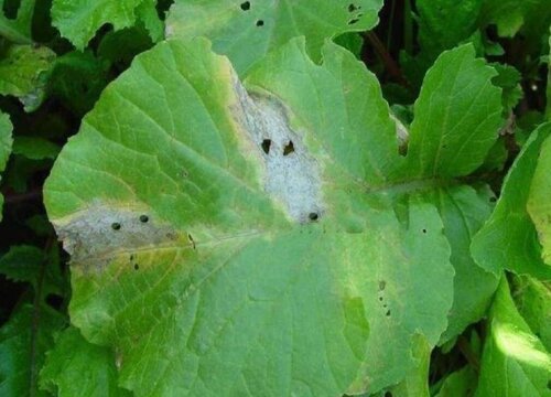 萝卜病虫害防治技术与方法措施