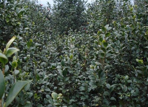 茶树籽怎么种植