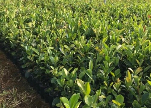 茶树籽怎么种植