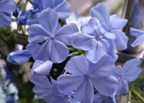 10种不怕太阳晒的盆栽绿植