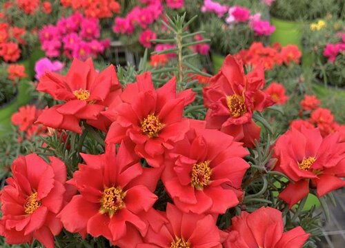 10种不怕太阳晒的盆栽绿植