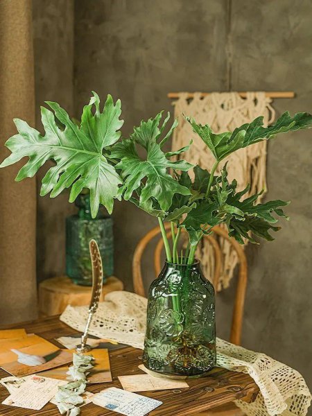 大叶子的绿植有哪些图片和名称