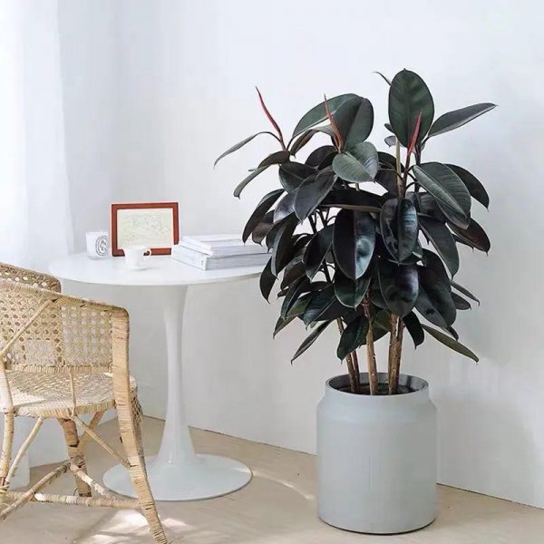 大叶子的绿植有哪些图片和名称