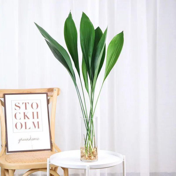 大叶子的绿植有哪些图片和名称