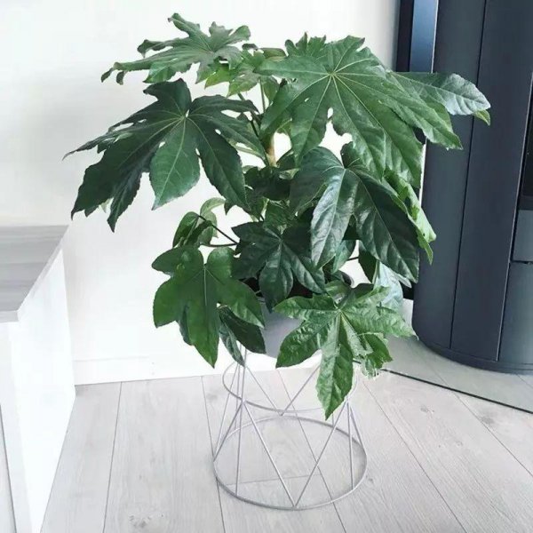 大叶子的绿植有哪些图片和名称