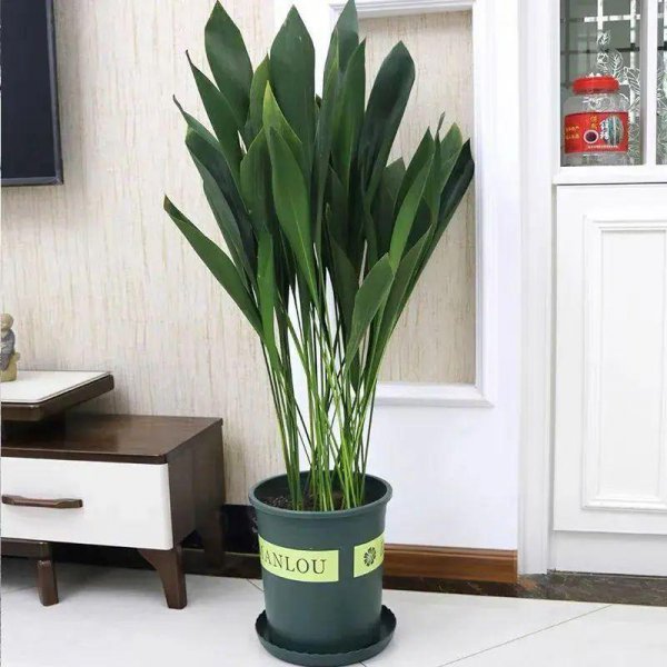 大叶子的绿植有哪些图片和名称