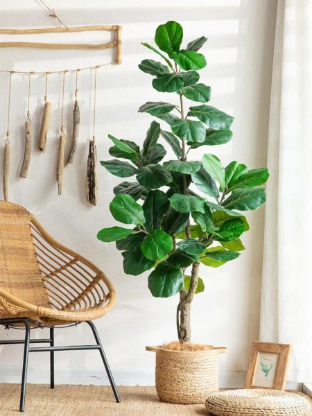 大叶子的绿植有哪些图片和名称