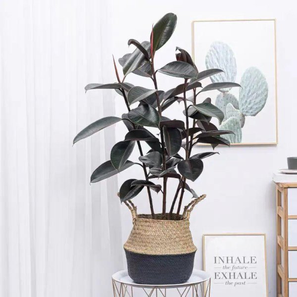 大叶子的绿植有哪些图片和名称