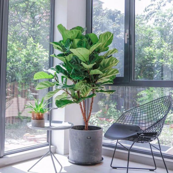 大叶子的绿植有哪些图片和名称