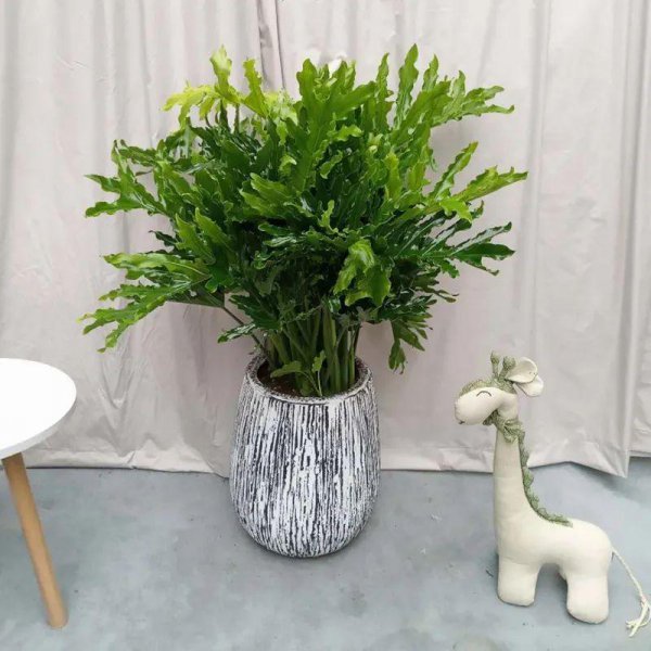 大叶子的绿植有哪些图片和名称