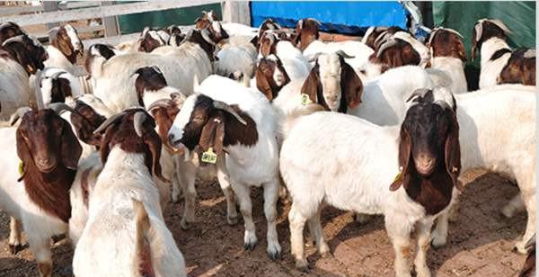波尔山羊为什么不能养