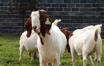 波尔山羊为什么不能养