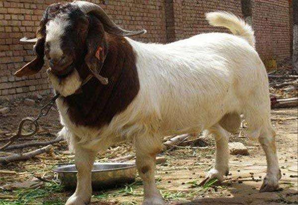 波尔山羊为什么不能养
