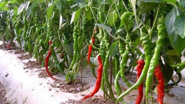 辣椒怎样管理才能高产