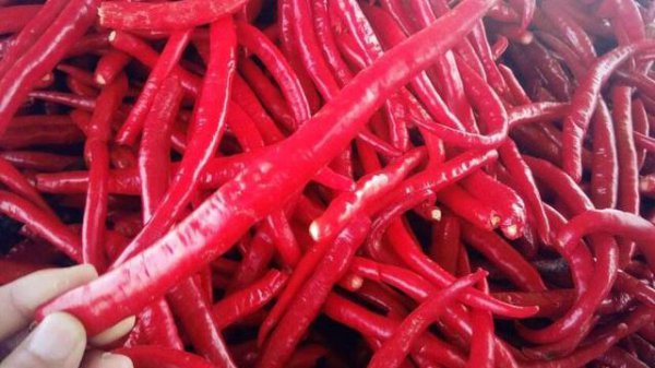 辣椒怎样管理才能高产