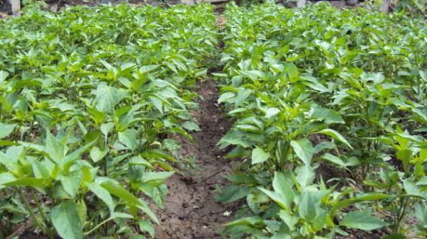 辣椒怎样管理才能高产