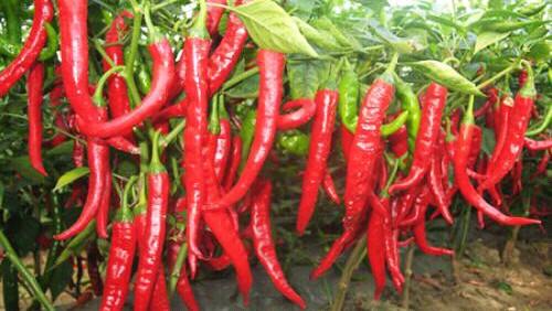 辣椒怎样管理才能高产