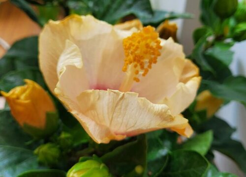 扶桑花什么时候换盆合适