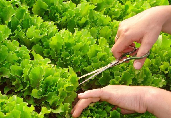 一年四季种菜时间表