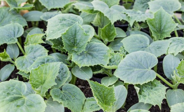 一年四季种菜时间表