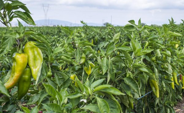 一年四季种菜时间表