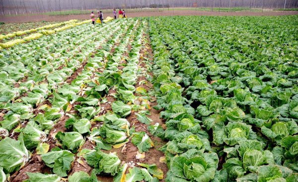 一年四季种菜时间表