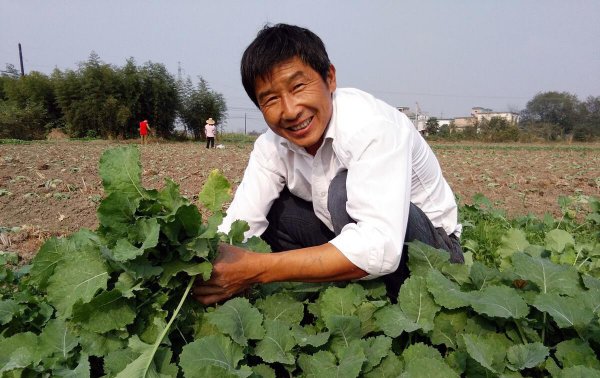 一年四季种菜时间表