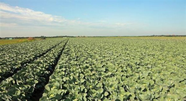 一年四季种菜时间表