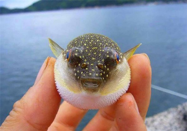 河豚为什么有毒