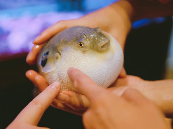 河豚为什么有毒