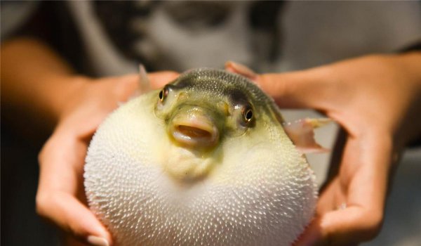 河豚为什么有毒