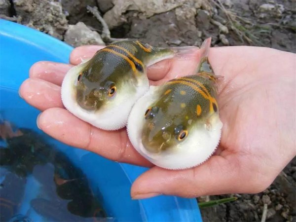 河豚为什么有毒