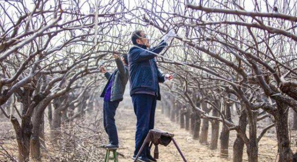 为什么果树大量修剪要在冬季进行