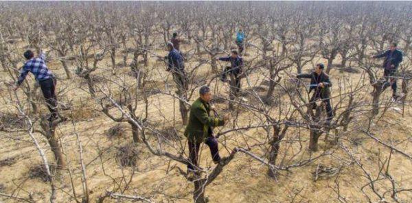 为什么果树大量修剪要在冬季进行