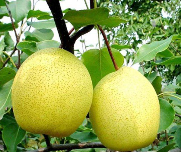 为什么果树大量修剪要在冬季进行